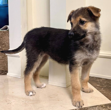 Собаки в добрые руки - Варя - 2