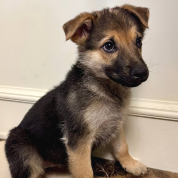 Собаки в добрые руки - Варя - 3