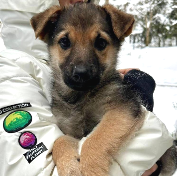 Собаки в добрые руки - Варя - 4