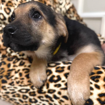 Габриэль - Собаки в добрые руки