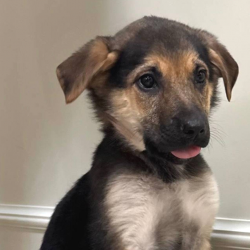 Собаки в добрые руки - Габриэль - 1