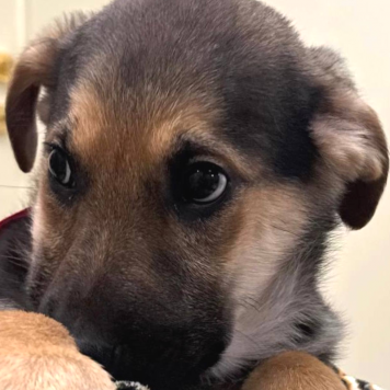 Собаки в добрые руки - Габриэль - 2