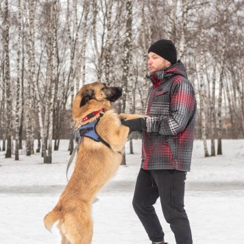 Собаки в добрые руки - Тайсон - 1