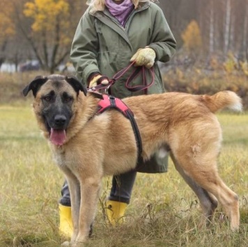 Собаки в добрые руки - Тайсон - 3
