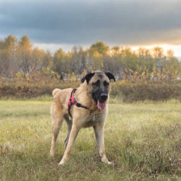 Собаки в добрые руки - Тайсон - 4