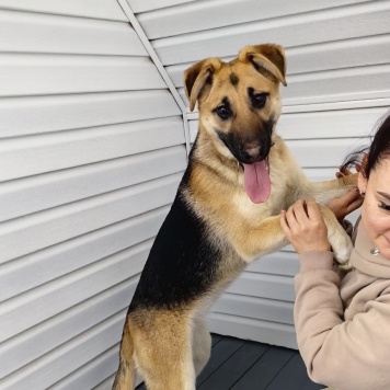 Собаки в добрые руки - Герда