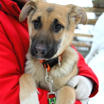 Собаки в добрые руки - Герда - 2