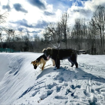 Собаки в добрые руки - Батлай - 1