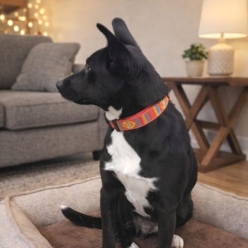 Собаки в добрые руки - Марси - 1