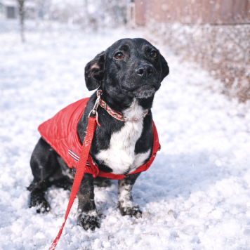 Собаки в добрые руки - Баунти