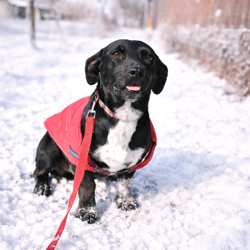 Собаки в добрые руки - Баунти - 1