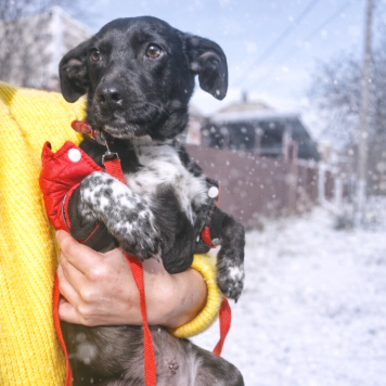 Собаки в добрые руки - Баунти - 2