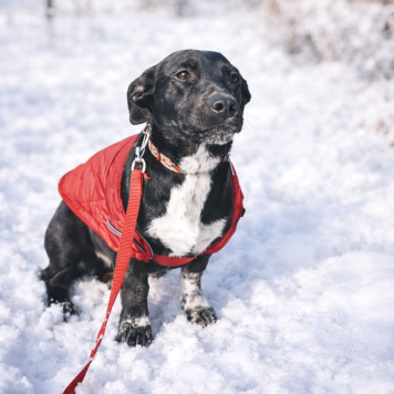 Собаки в добрые руки - Баунти - 3