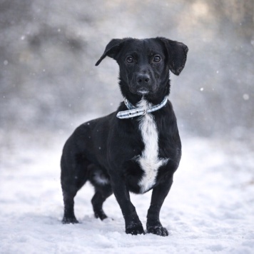 Собаки в добрые руки - Сникерс