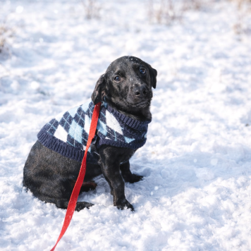 Собаки в добрые руки - Сникерс - 1