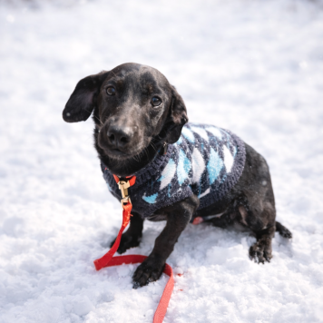 Собаки в добрые руки - Сникерс - 2