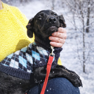 Собаки в добрые руки - Сникерс - 3