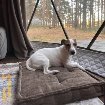 Собаки в добрые руки - Беляш