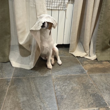 Собаки в добрые руки - Беляш - 2