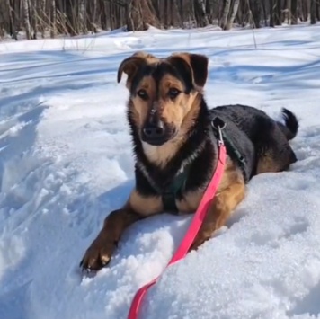 Собаки в добрые руки - Эйша - 1