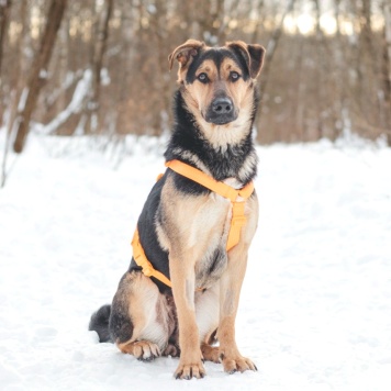 Собаки в добрые руки - Эйша - 3