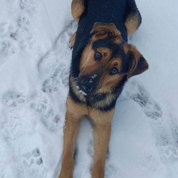 Собаки в добрые руки - Эйша - 4