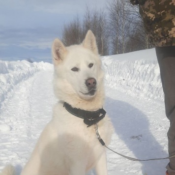 Собаки в добрые руки - Соло