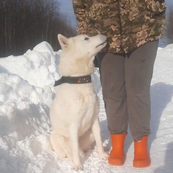 Собаки в добрые руки - Соло - 1