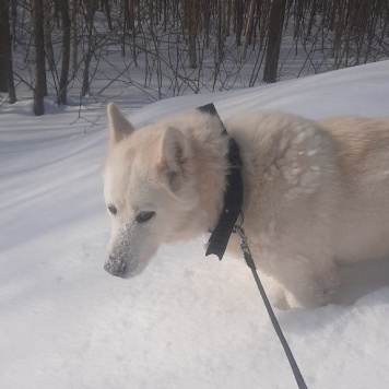 Собаки в добрые руки - Соло - 3