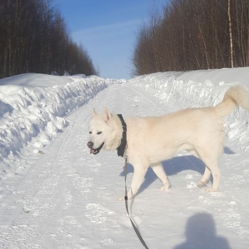 Собаки в добрые руки - Соло - 4