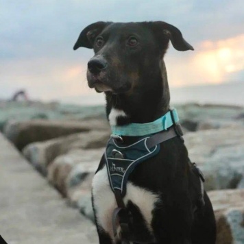 Собаки в добрые руки - Гили