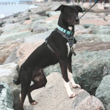 Собаки в добрые руки - Гили - 1