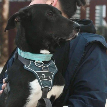 Собаки в добрые руки - Гили - 2