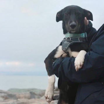 Собаки в добрые руки - Гили - 3