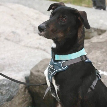 Собаки в добрые руки - Гили - 4