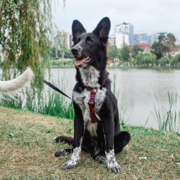 Собаки в добрые руки - ПО