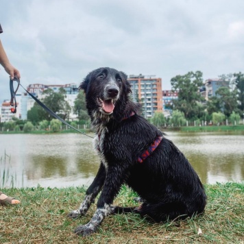 Собаки в добрые руки - ПО - 1