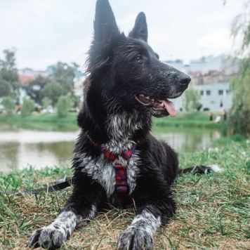 Собаки в добрые руки - ПО - 2