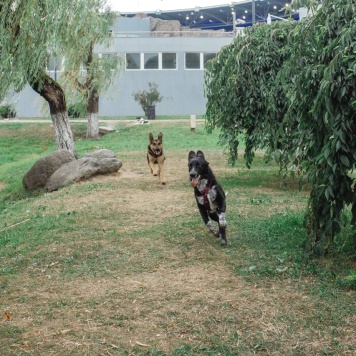 Собаки в добрые руки - ПО - 3
