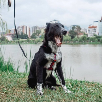 Собаки в добрые руки - ПО - 4