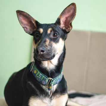 Собаки в добрые руки - Мира