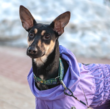 Собаки в добрые руки - Мира - 1