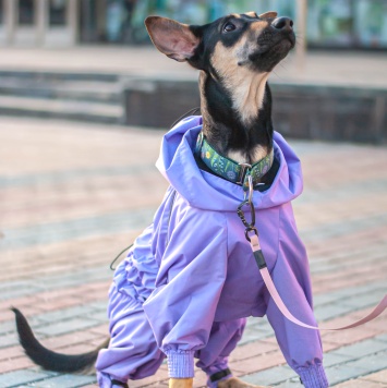 Собаки в добрые руки - Мира - 3