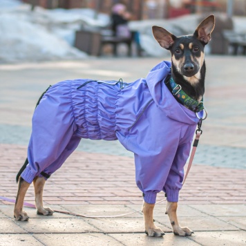 Собаки в добрые руки - Мира - 4