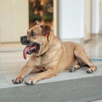 Собаки в добрые руки - Джуди