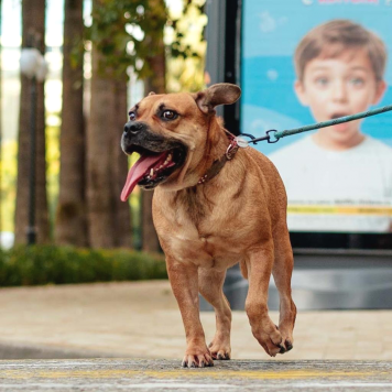 Собаки в добрые руки - Джуди - 1