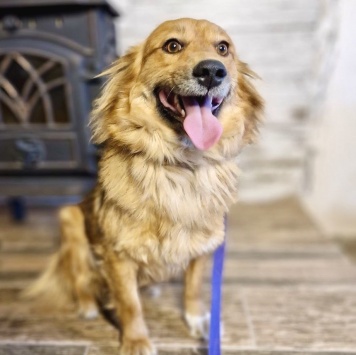 Собаки в добрые руки - Кира