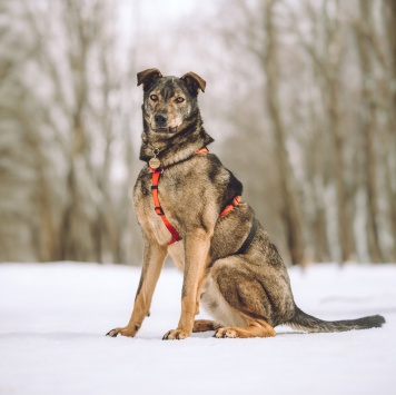 Собаки в добрые руки - Джо