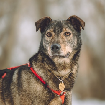 Собаки в добрые руки - Джо - 1
