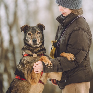 Собаки в добрые руки - Джо - 2